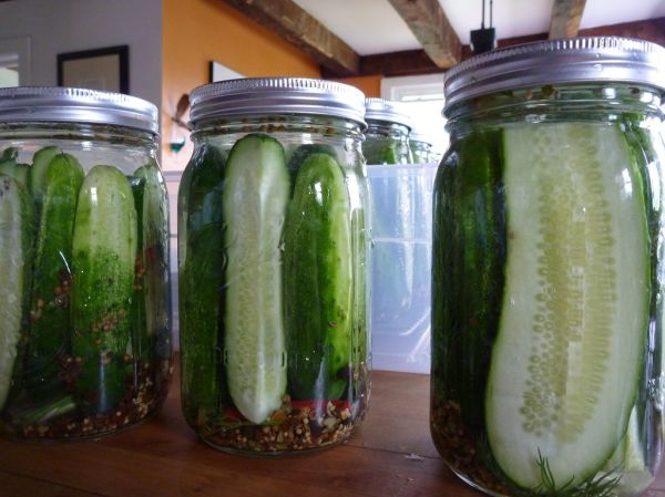 Easy Refrigerator Dill Pickles